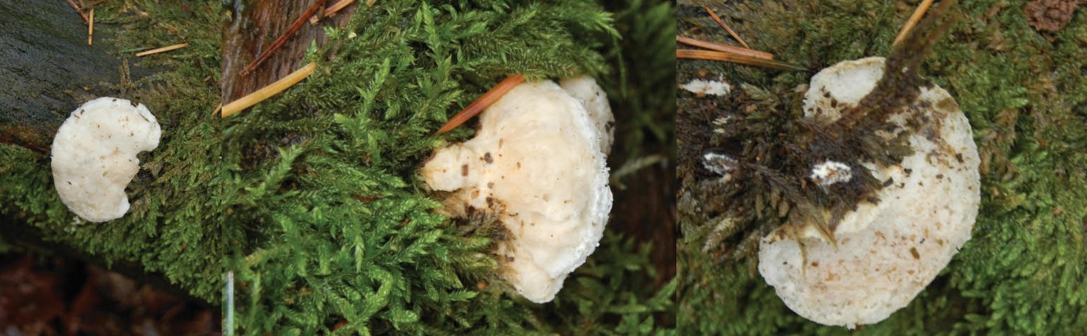 Is dit een kaaszwam?